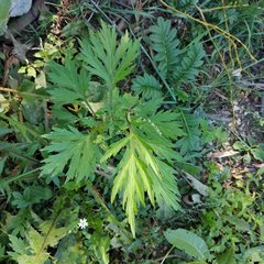 Artemisia vulgaris