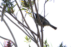 Chalcomitra amethystina amethystina
