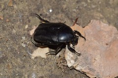 Protaetia opaca