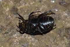 Protaetia opaca