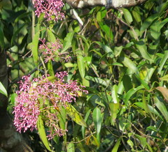 Poeciloneuron indicum