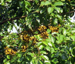 Pterocarpus marsupium