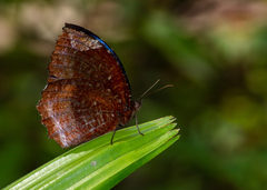 Elymnias hypermnestra