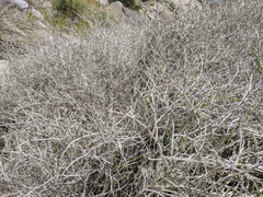 Eriogonum wrightii nodosum