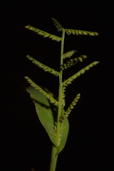 Paspalum canarae