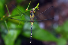 Diplacodes trivialis