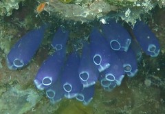 Clavelina puertosecensis