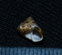 Steromphala umbilicaris