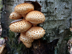 Pholiota squarrosa