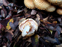 Pholiota squarrosa
