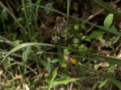 Odonata