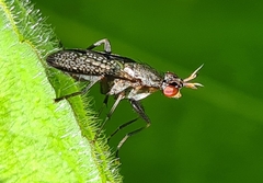 Coremacera marginata