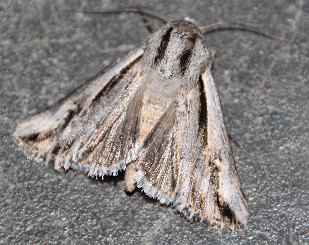 Ectochela ossicolor