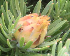 Leucadendron dregei