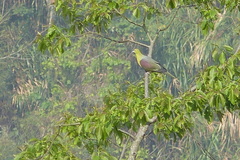 Treron sieboldii sieboldii
