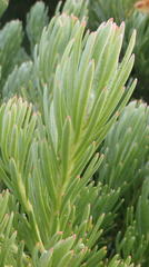 Leucadendron dregei