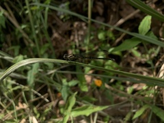 Odonata