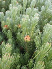 Leucadendron dregei