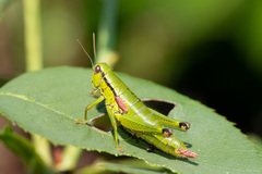 Odontopodisma decipiens