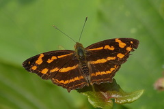 Symbrenthia lilaea formosanus