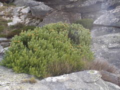 Leucadendron dregei