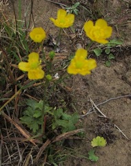 Ranunculus propinquus
