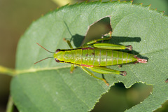 Odontopodisma decipiens