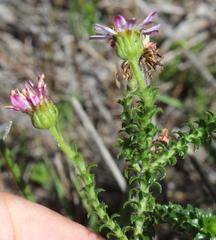 Polyarrhena reflexa reflexa