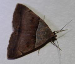 Plecopterodes moderata