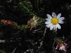 Polyarrhena reflexa reflexa