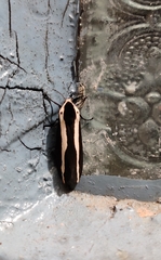 Rajendra perrottetii