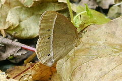 Mycalesis gotama nanda