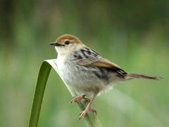 Levaillant's Cisticola photo 2