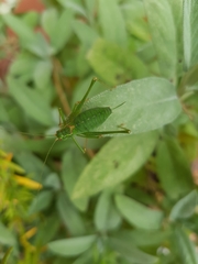 Leptophyes punctatissima