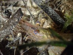 Palaemon adspersus