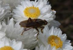 Helichrysum fruticans