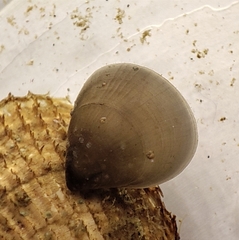 Hemithiris psittacea