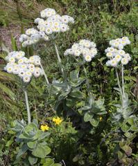 Helichrysum fruticans