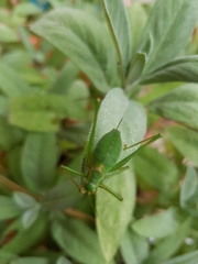 Leptophyes punctatissima