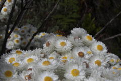 Helichrysum fruticans