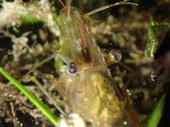 Palaemon adspersus