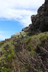 Helichrysum fruticans