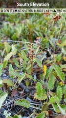 Chamorchis alpina