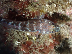 Gobius xanthocephalus