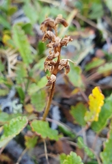 Chamorchis alpina