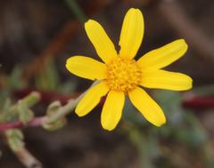 Othonna coronopifolia