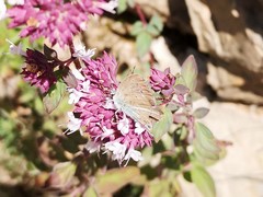 Polyommatus ripartii