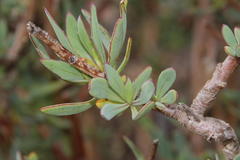 Othonna coronopifolia
