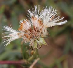 Othonna coronopifolia