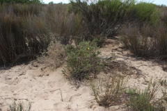 Othonna coronopifolia